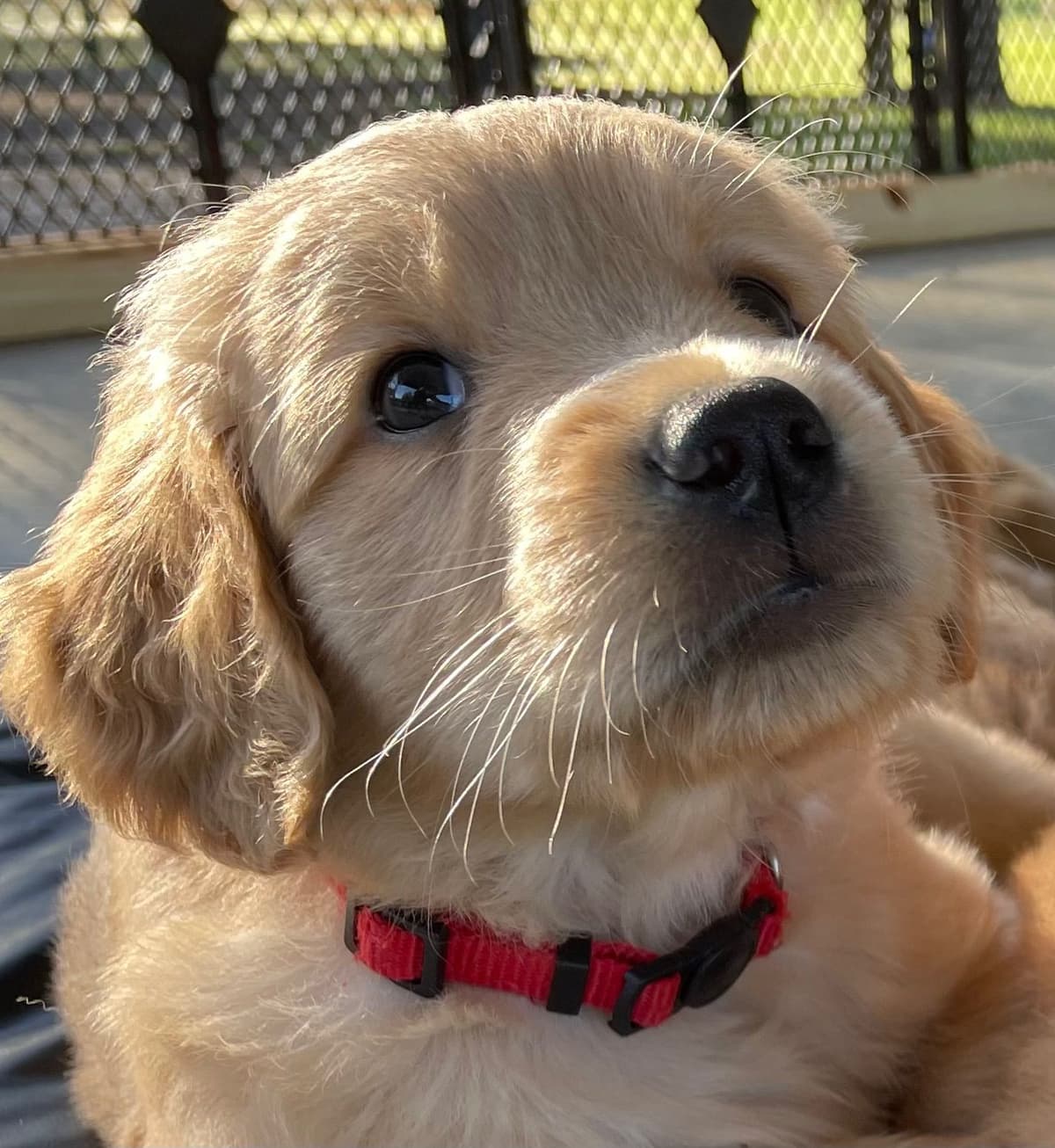 On Golden Pond Golden Retrievers breeder image 107