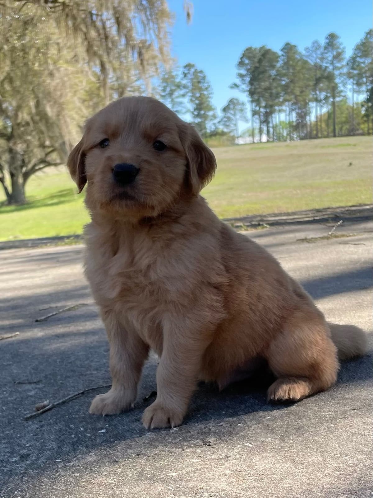 On Golden Pond Golden Retrievers breeder image 109