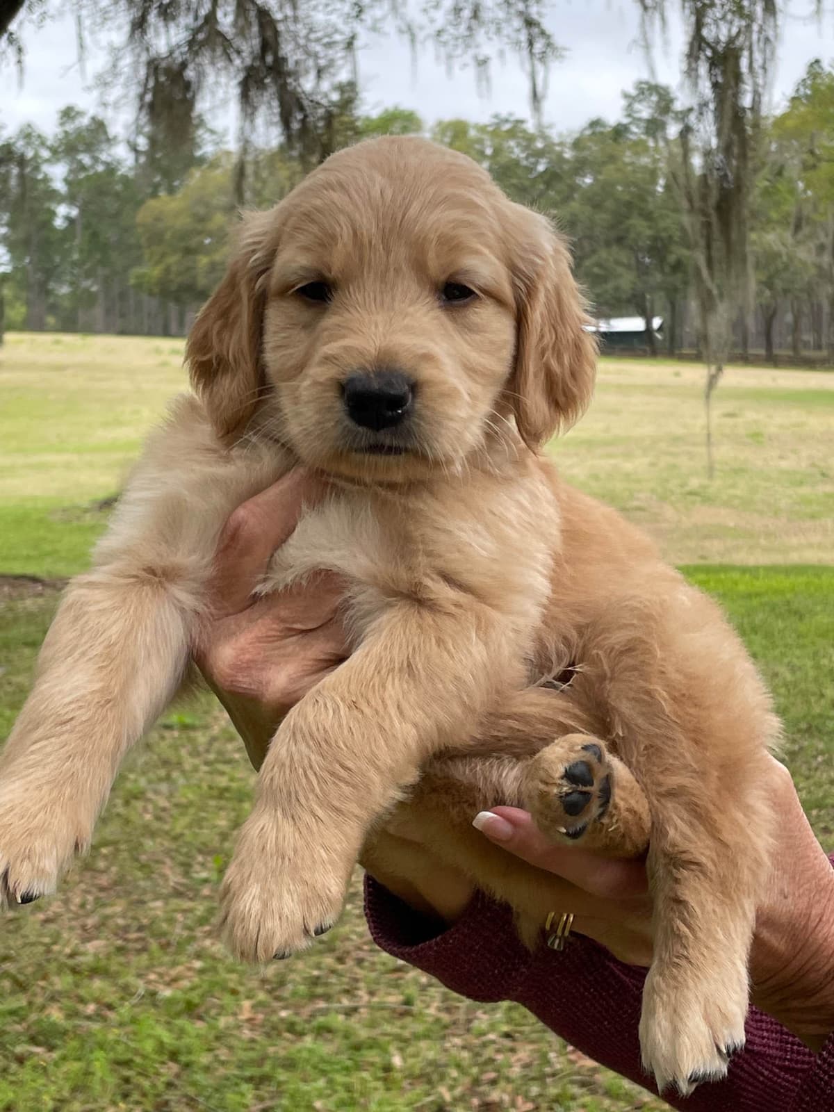 On Golden Pond Golden Retrievers breeder image 111