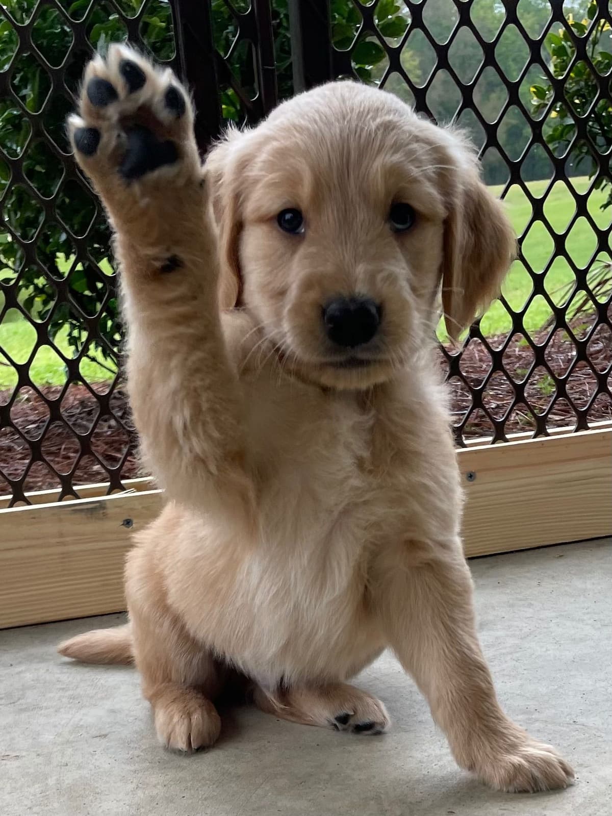 On Golden Pond Golden Retrievers breeder image 110