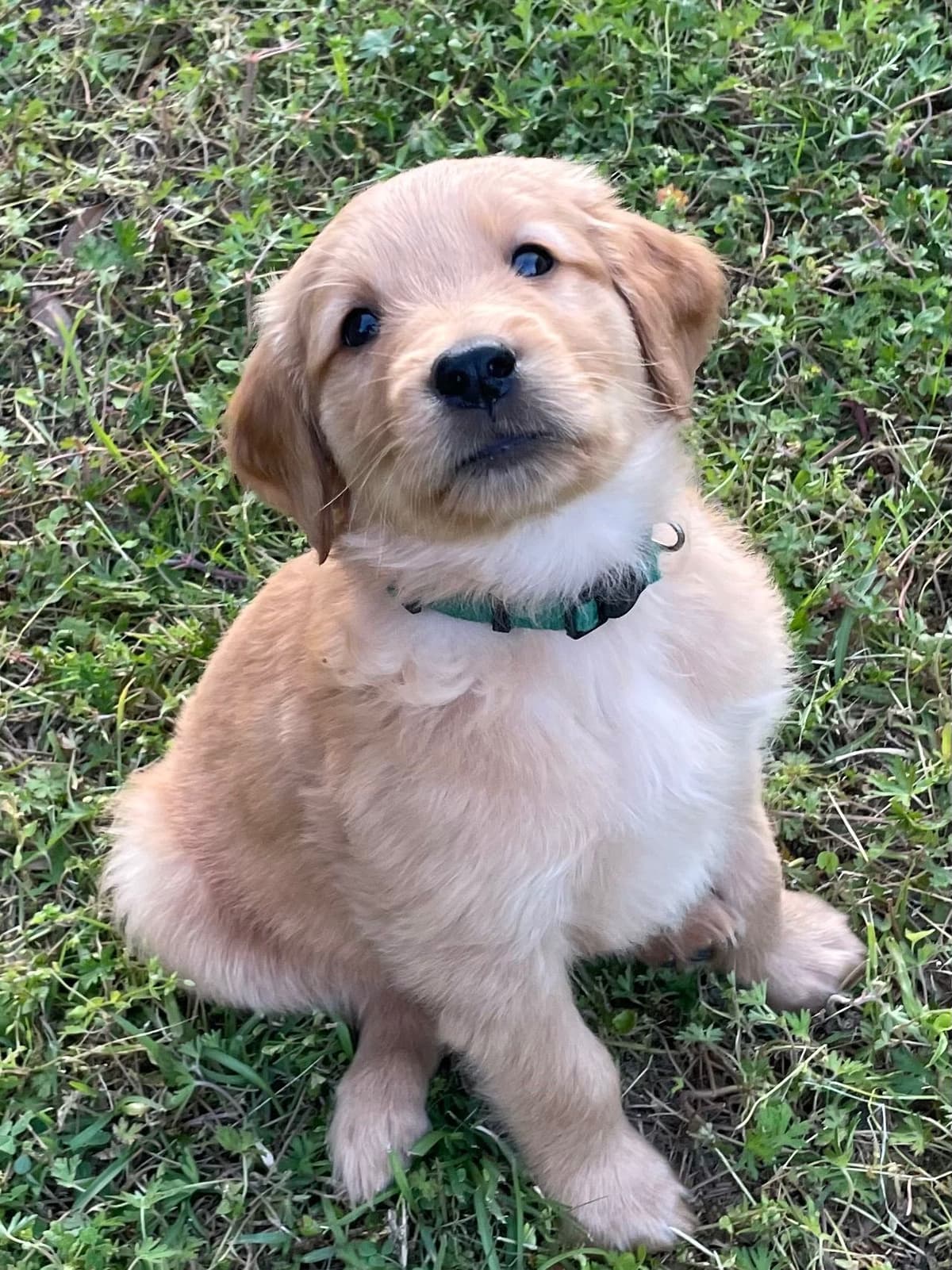 On Golden Pond Golden Retrievers breeder image 112