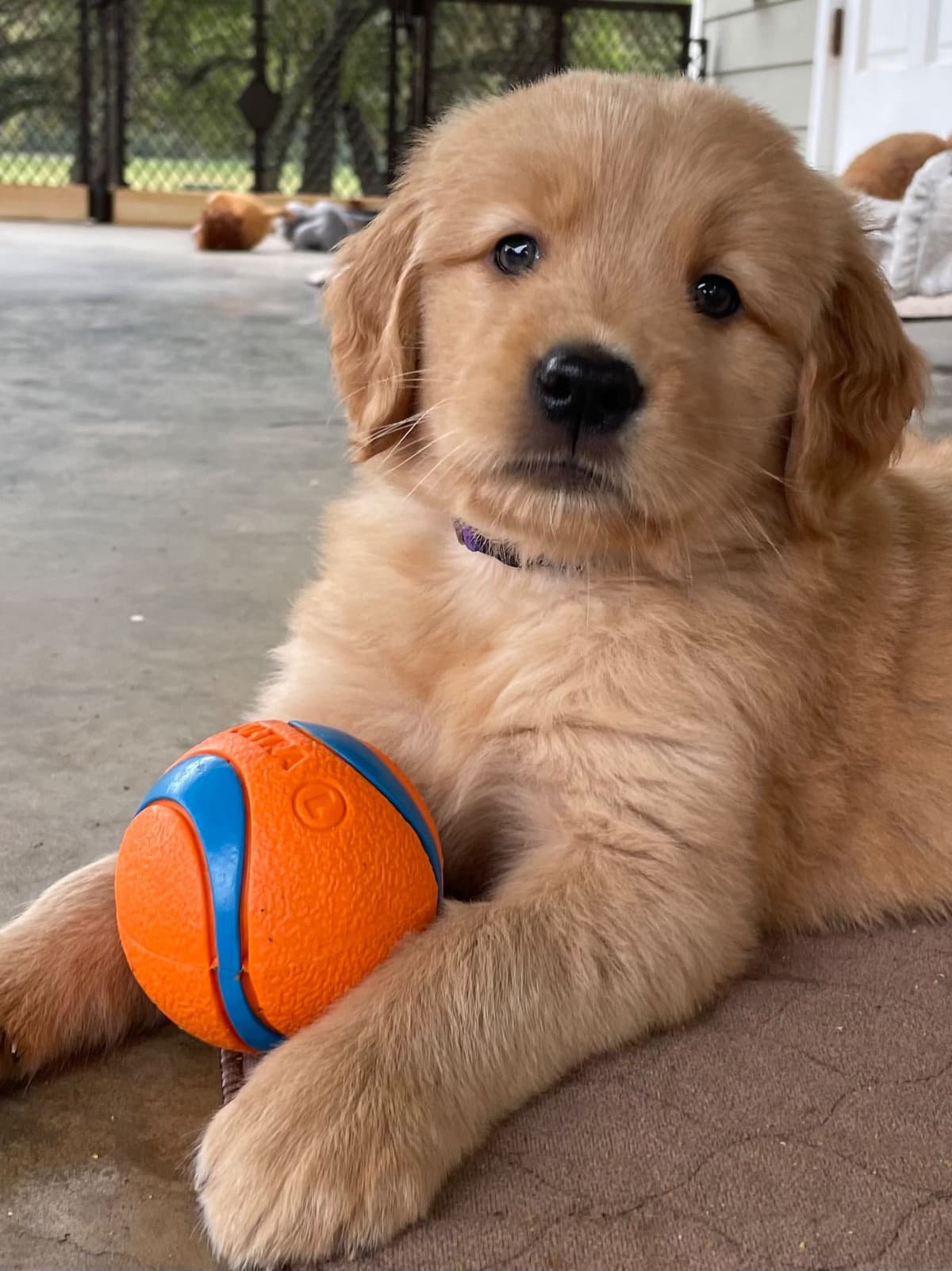 On Golden Pond Golden Retrievers breeder image 108