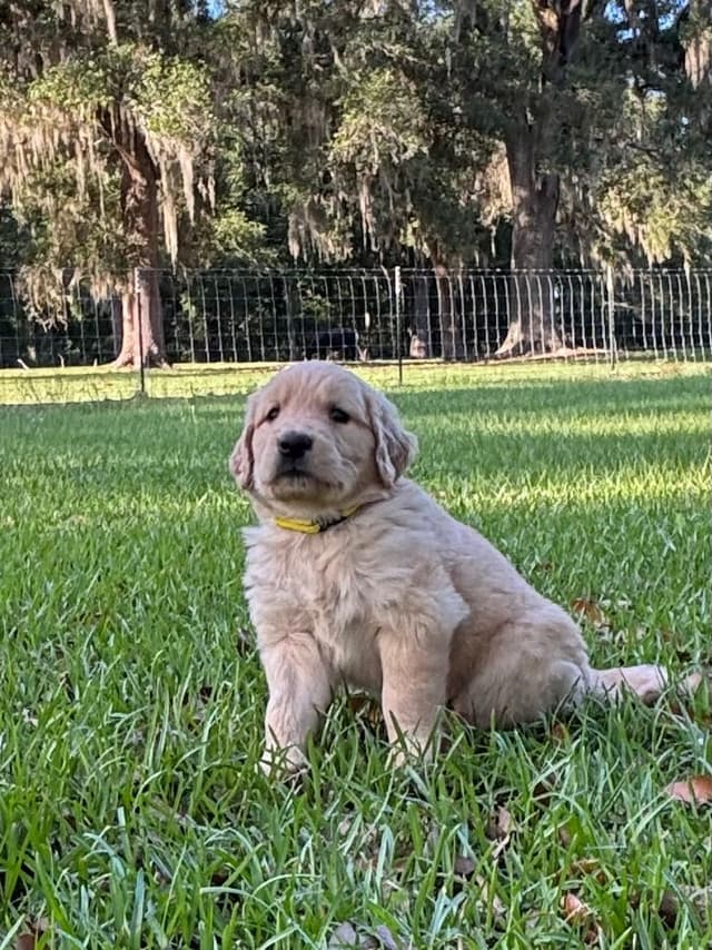 On Golden Pond Golden Retrievers media 2