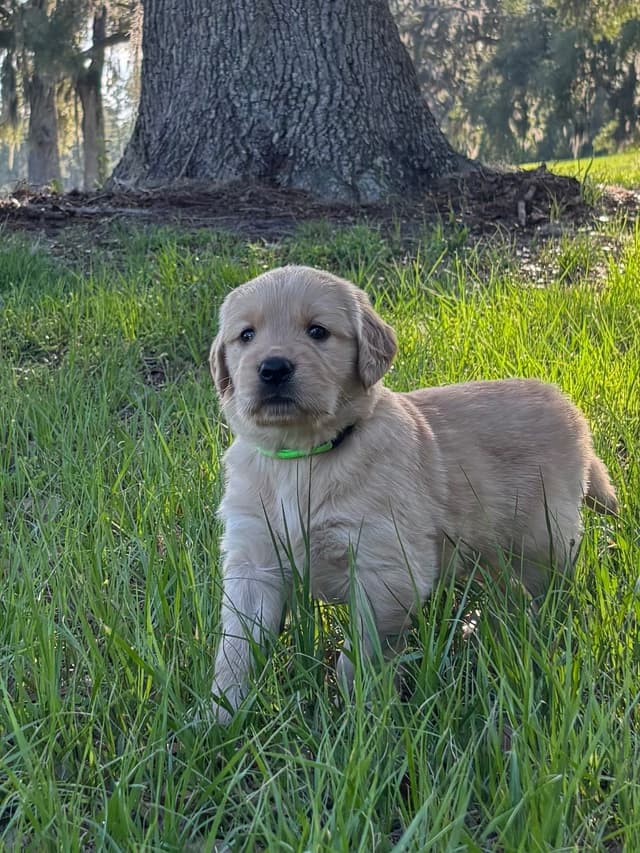 On Golden Pond Golden Retrievers media 3