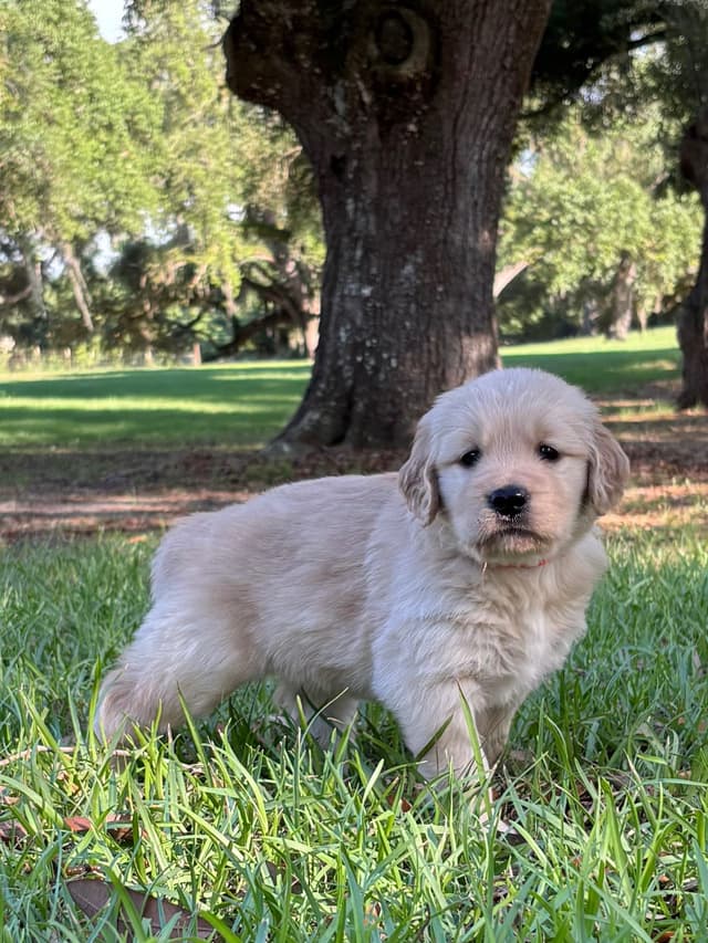 On Golden Pond Golden Retrievers media 6