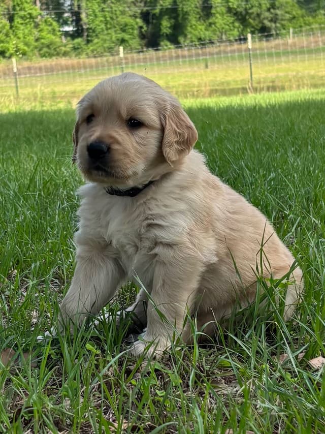 On Golden Pond Golden Retrievers media 9