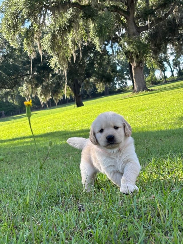 On Golden Pond Golden Retrievers media 10