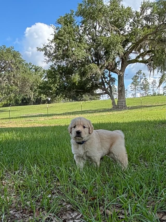 On Golden Pond Golden Retrievers media 11