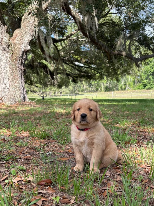 On Golden Pond Golden Retrievers media 12