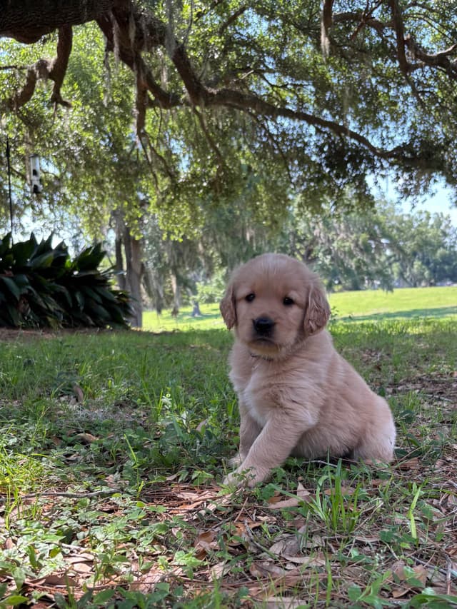 On Golden Pond Golden Retrievers media 13