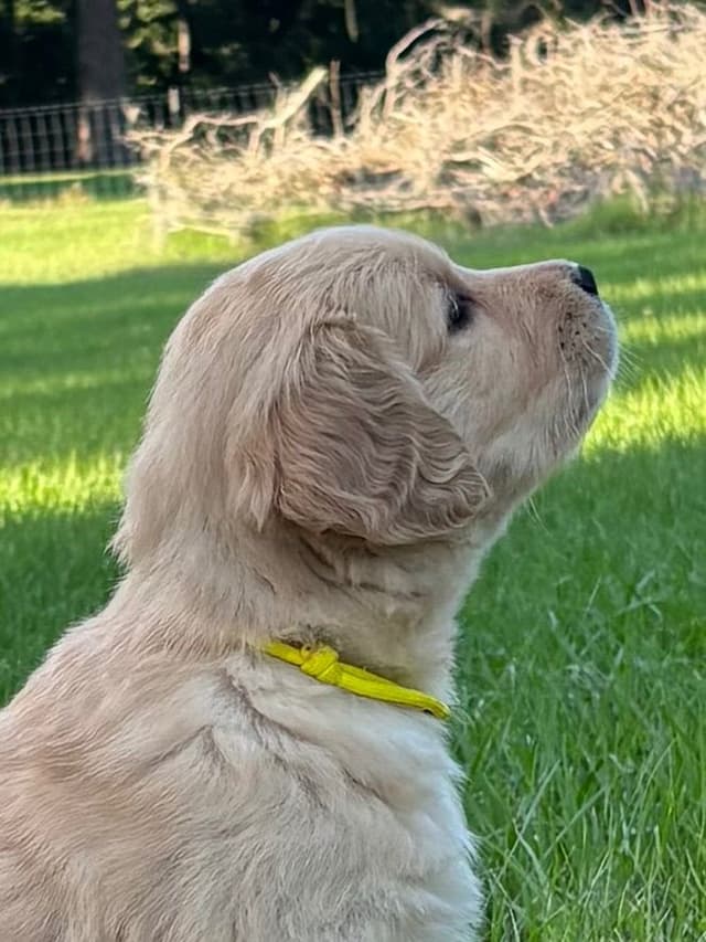 On Golden Pond Golden Retrievers media 15