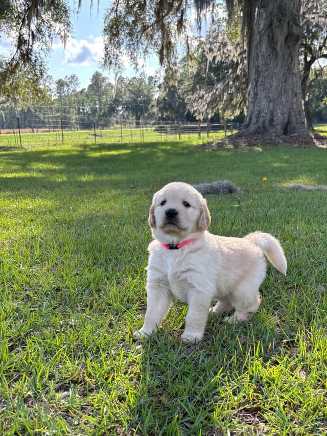 On Golden Pond Golden Retrievers media 16