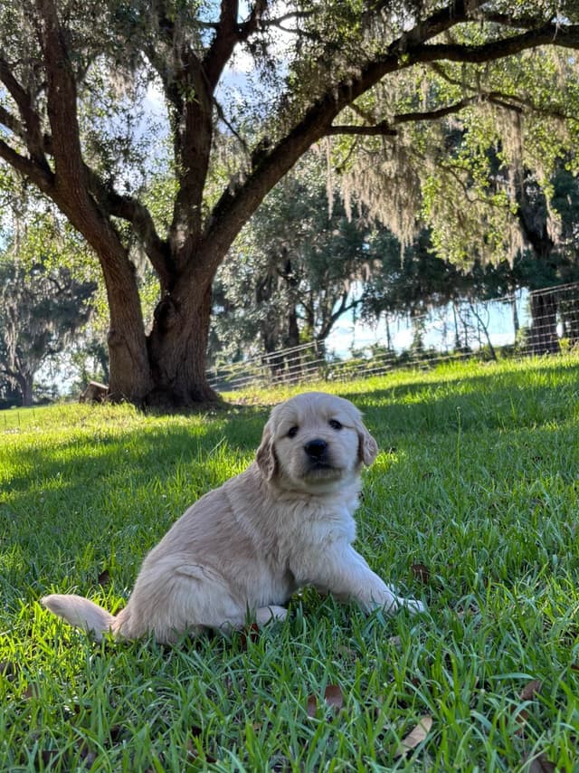 On Golden Pond Golden Retrievers media 17