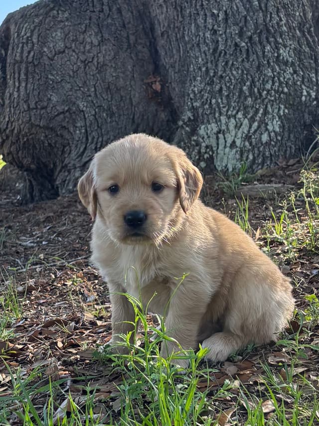 On Golden Pond Golden Retrievers media 19