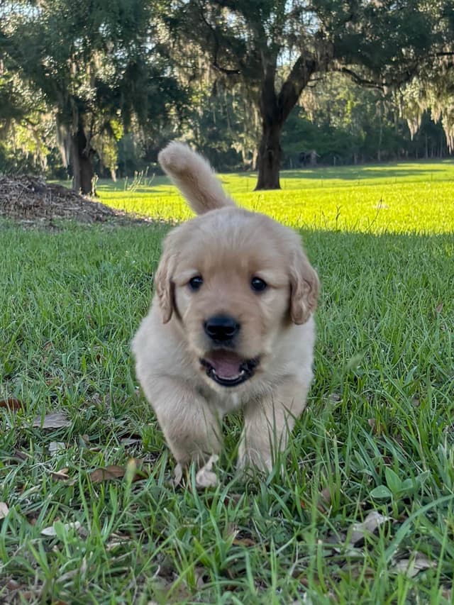 On Golden Pond Golden Retrievers media 21