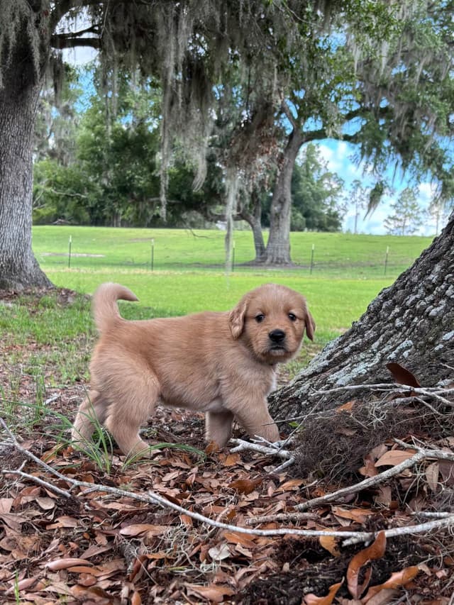 On Golden Pond Golden Retrievers media 23