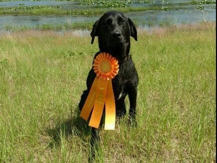 Labrador Retriever Puppies breeder image 1
