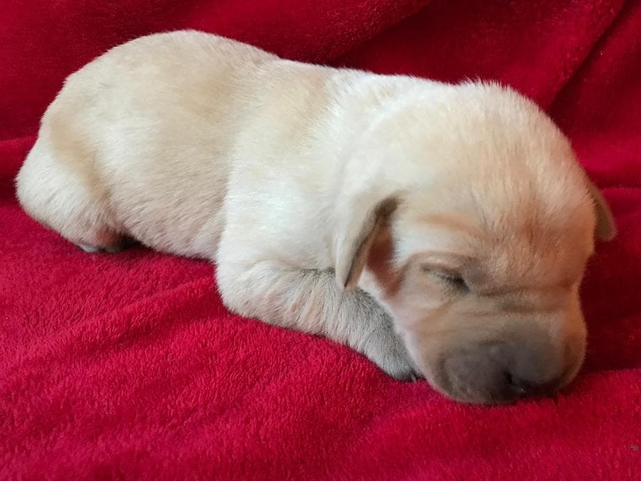 Labrador Retriever Puppies breeder image 4