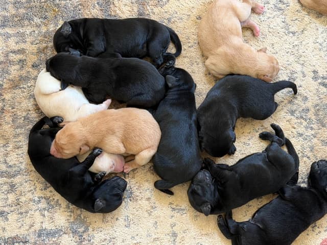 Labrador Retriever Puppies media 4