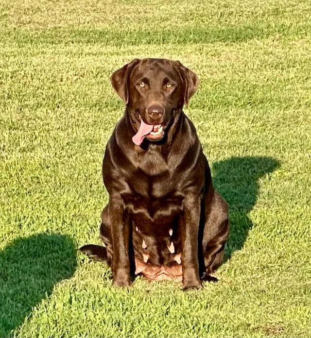 Labrador Retriever Puppies media 5