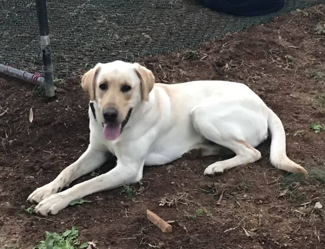 Labrador Retriever Puppies media 6