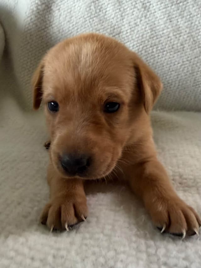 Labrador Retriever Puppies media 2