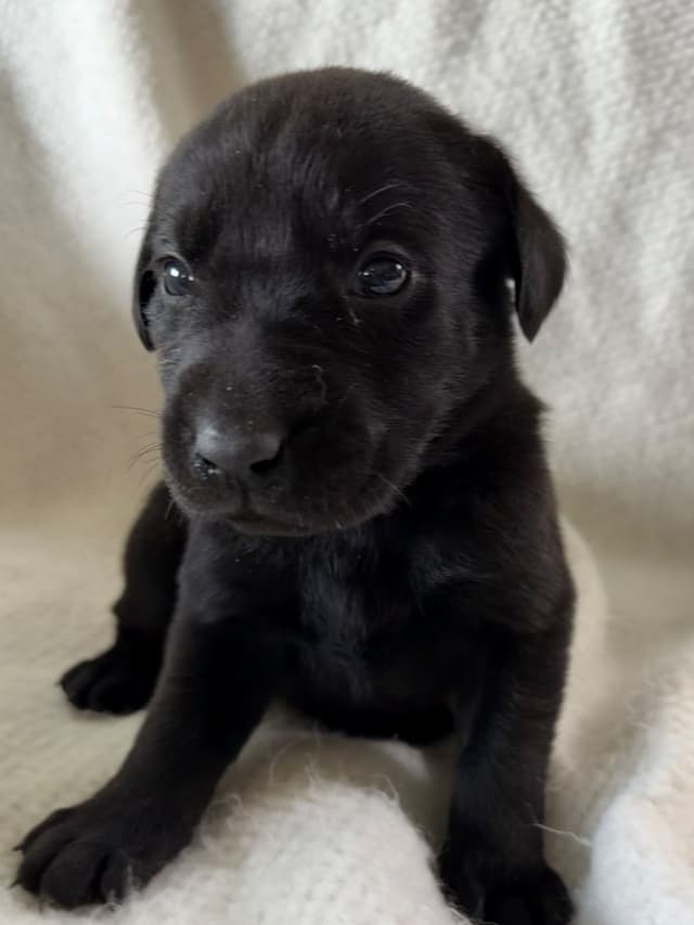 Labrador Retriever Puppies media 7