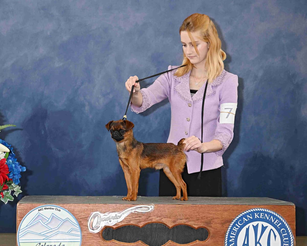 Brussels Griffon Puppies breeder image 2