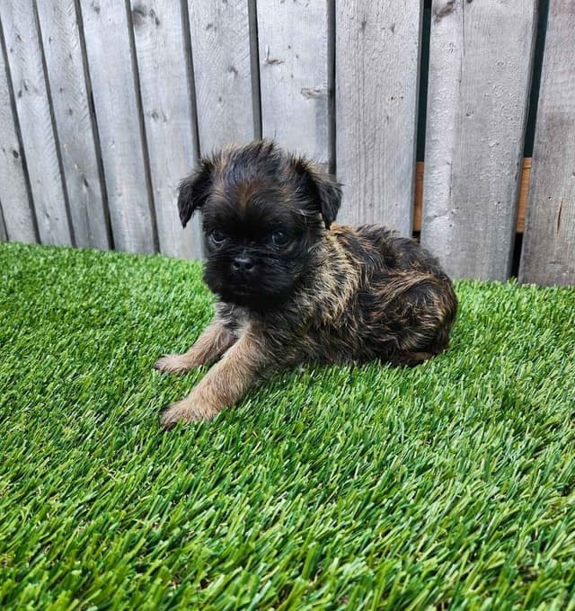 Brussels Griffon Puppies media 2