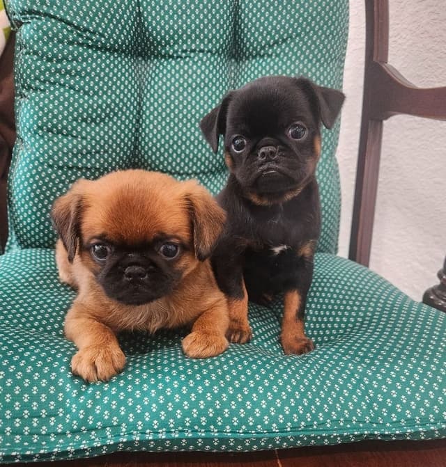 Brussels Griffon Puppies media 3