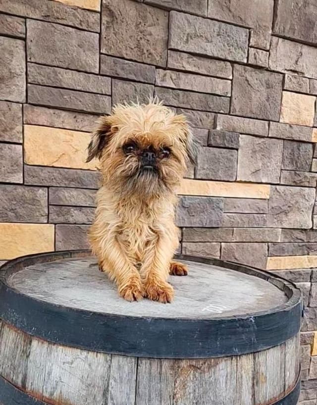 Brussels Griffon Puppies media 5