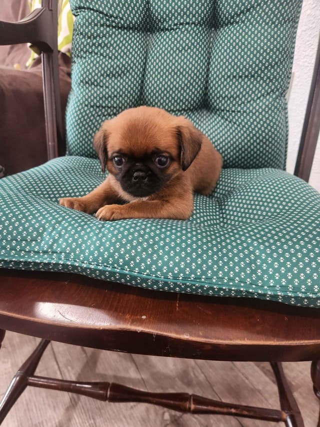 Brussels Griffon Puppies media 2