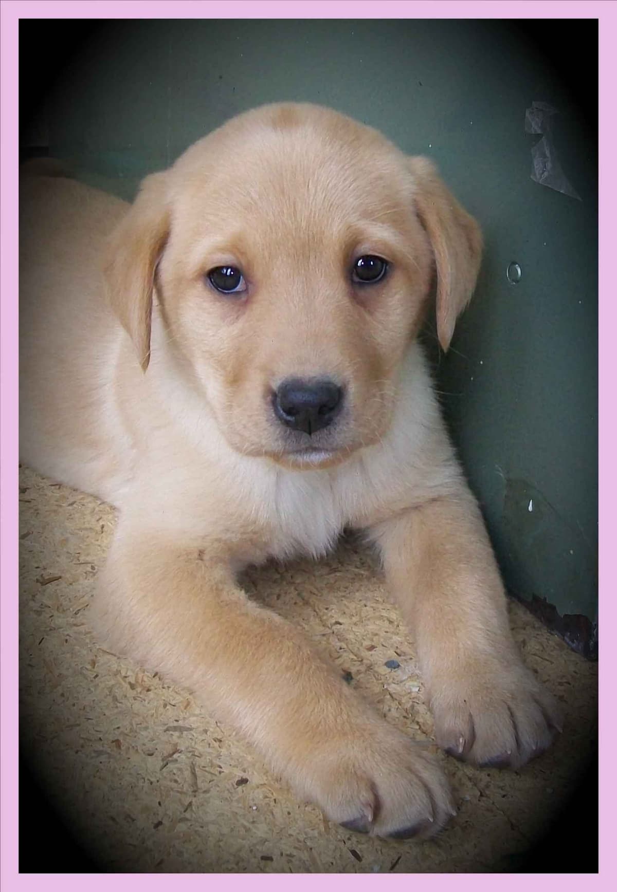 Labrador Retriever Puppies breeder image 3