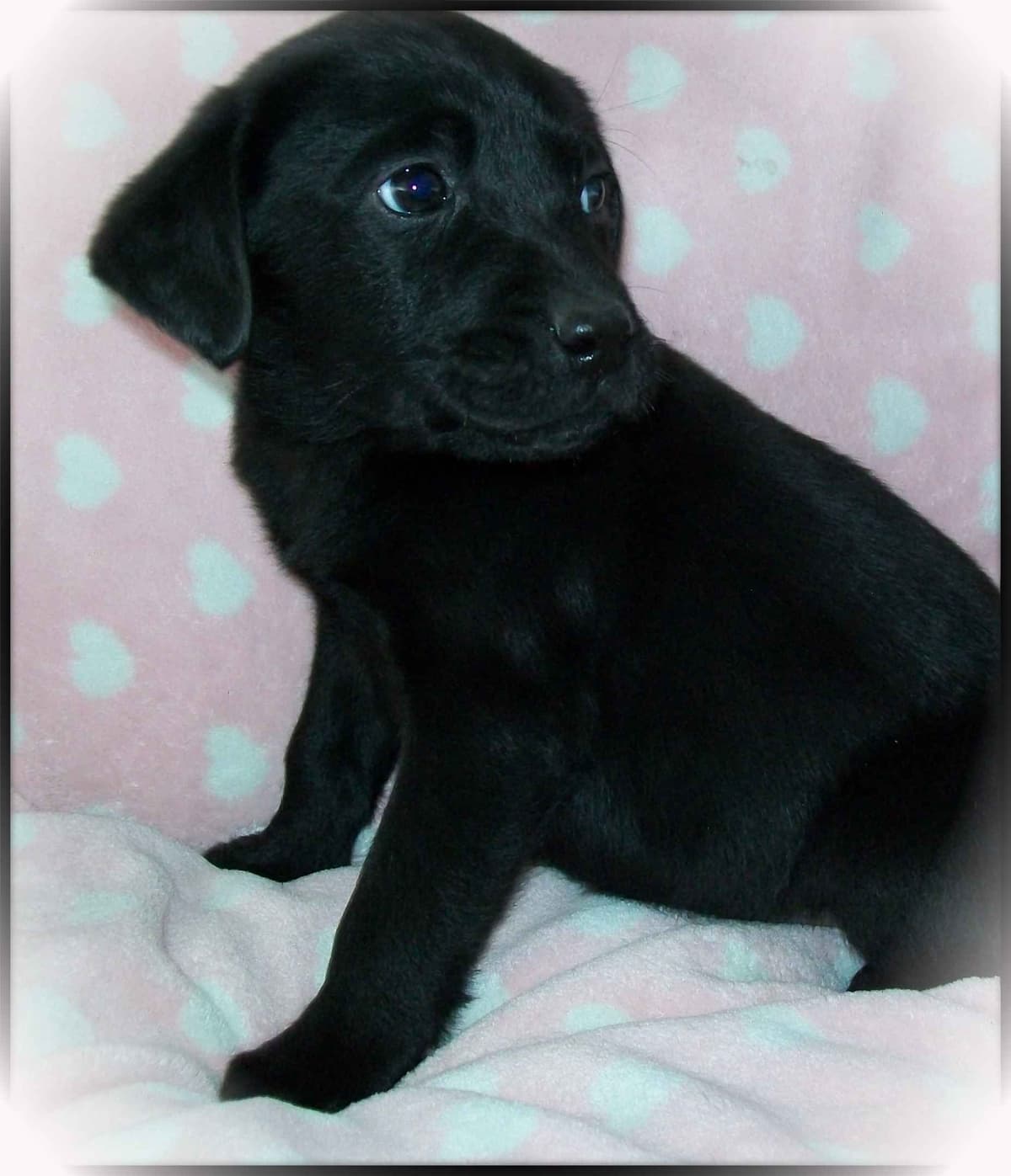 Labrador Retriever Puppies breeder image 4