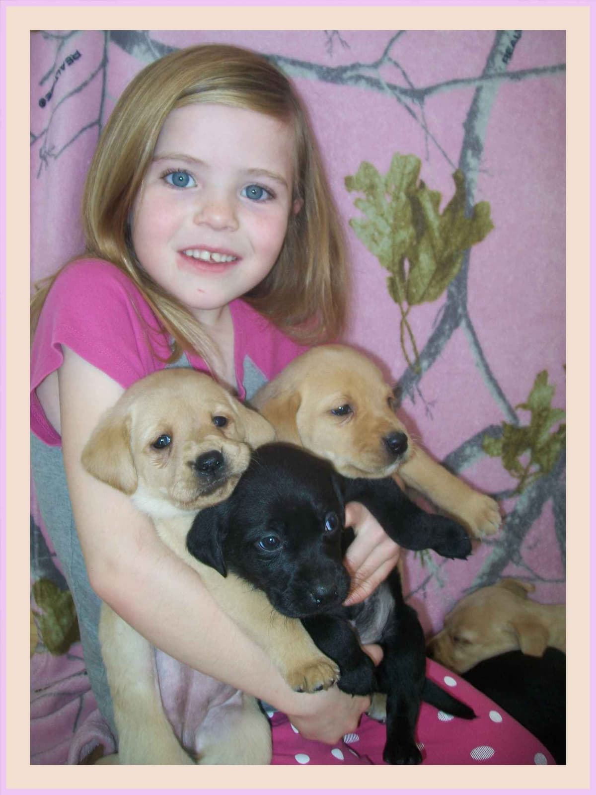 Labrador Retriever Puppies breeder image 2