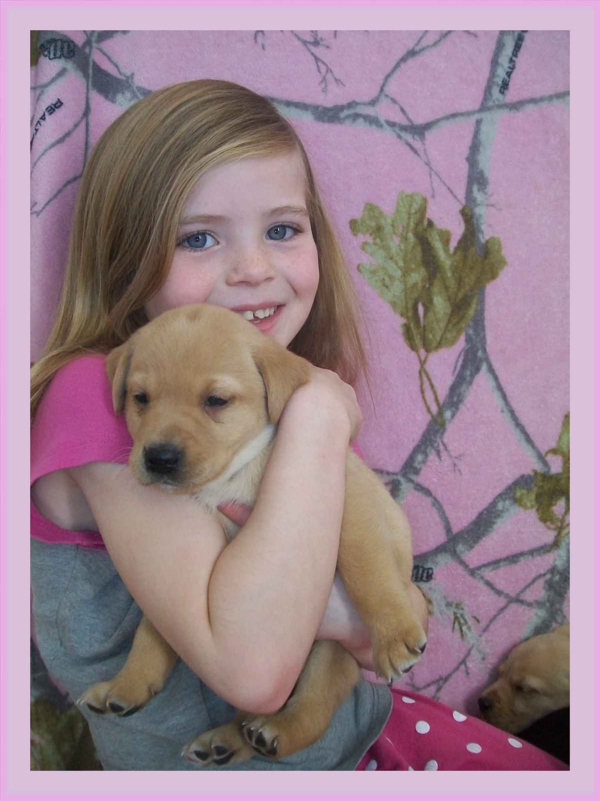 Labrador Retriever Puppies breeder image 5