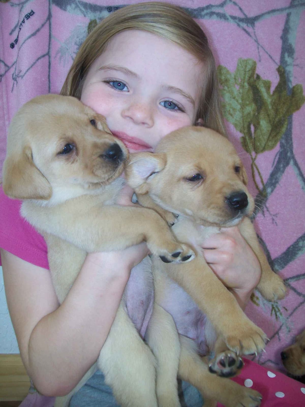 Labrador Retriever Puppies breeder image 6