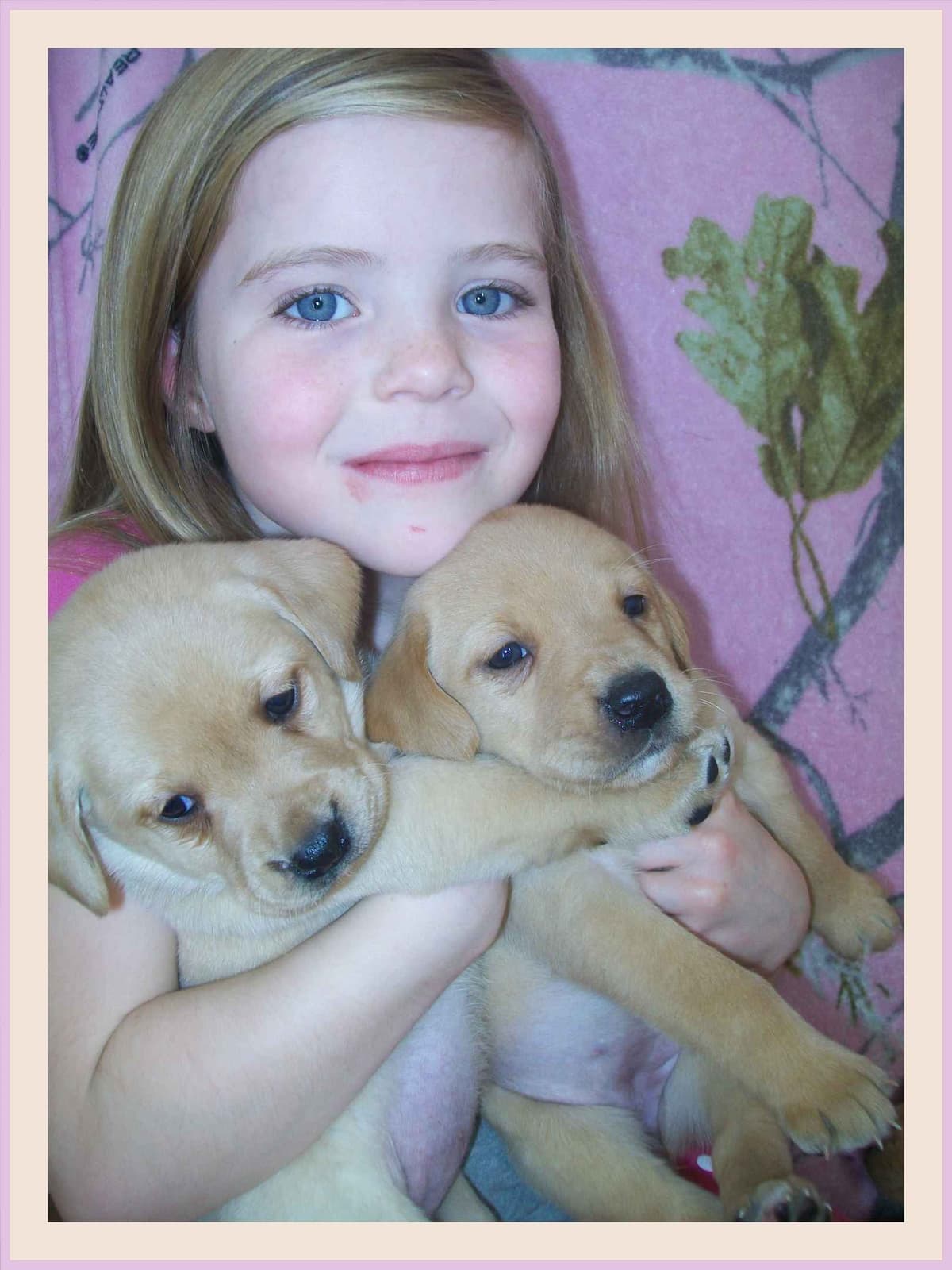 Labrador Retriever Puppies breeder image 1