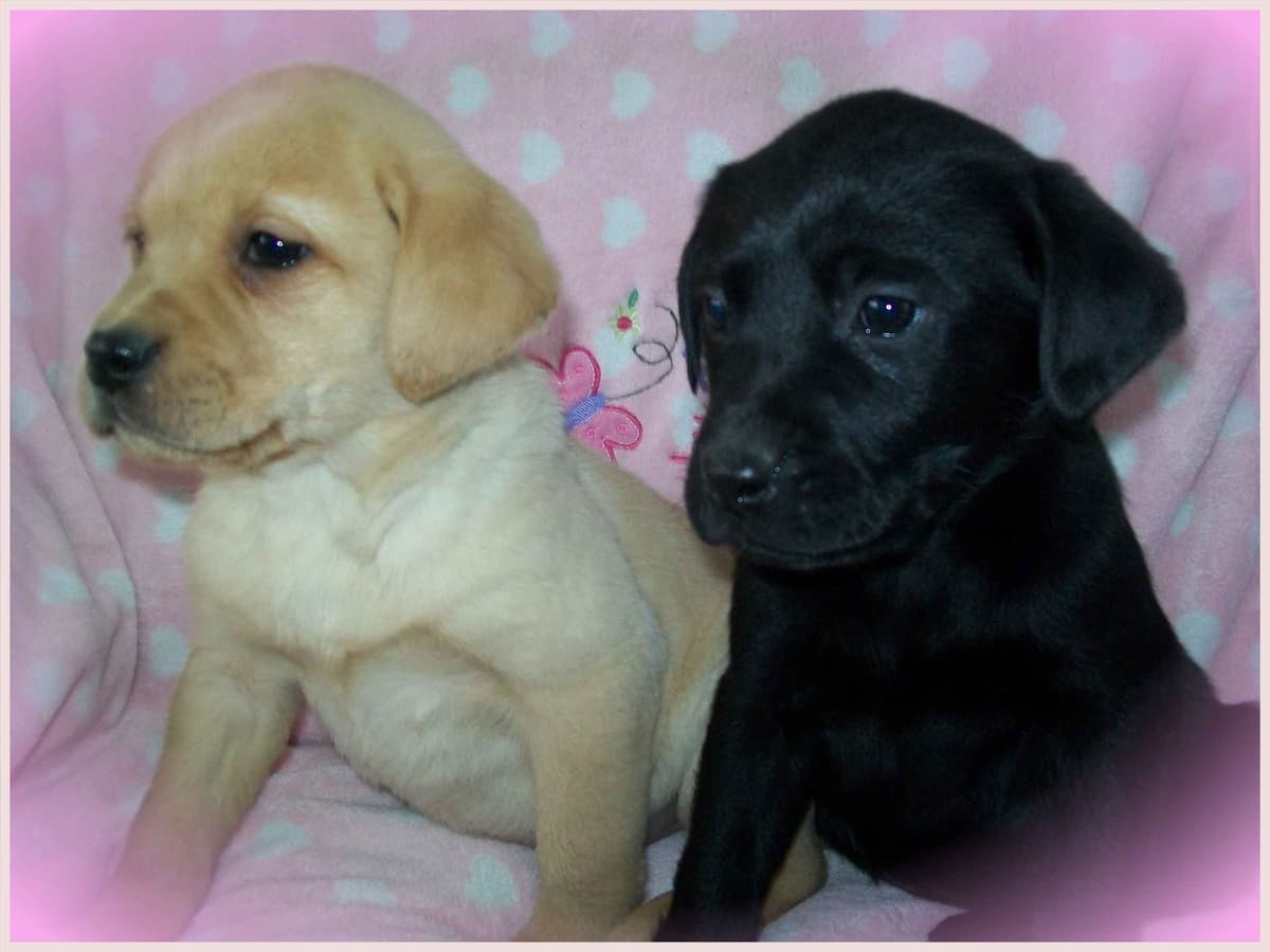 Labrador Retriever Puppies breeder image 7