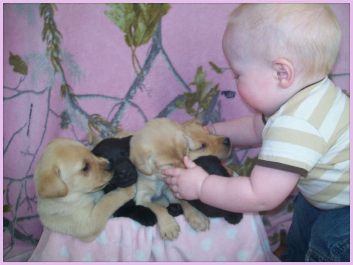 Labrador Retriever Puppies breeder image 8