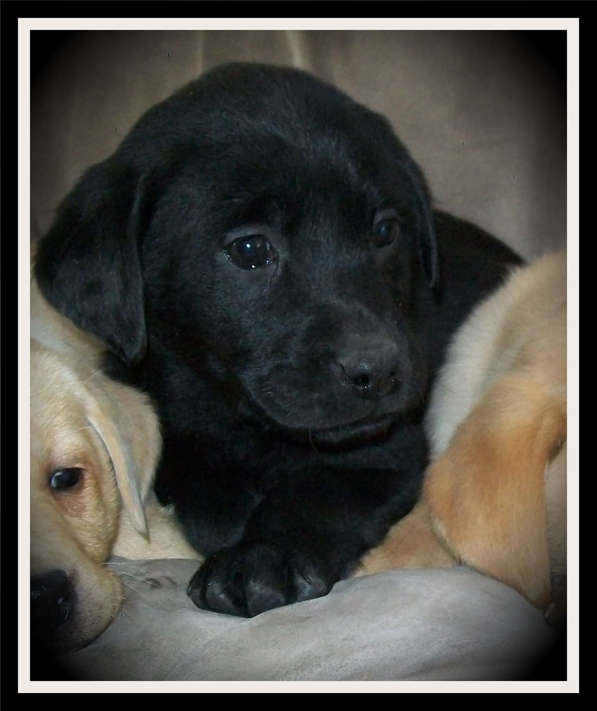 Labrador Retriever Puppies breeder image 10