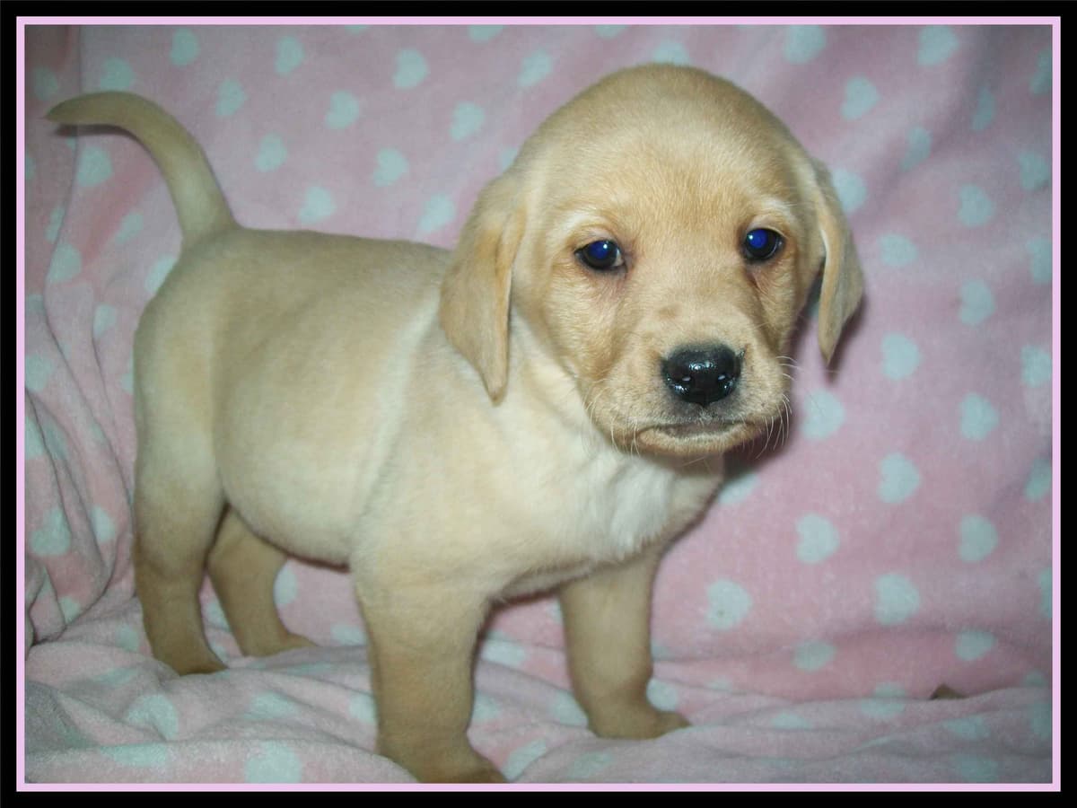 Labrador Retriever Puppies breeder image 11