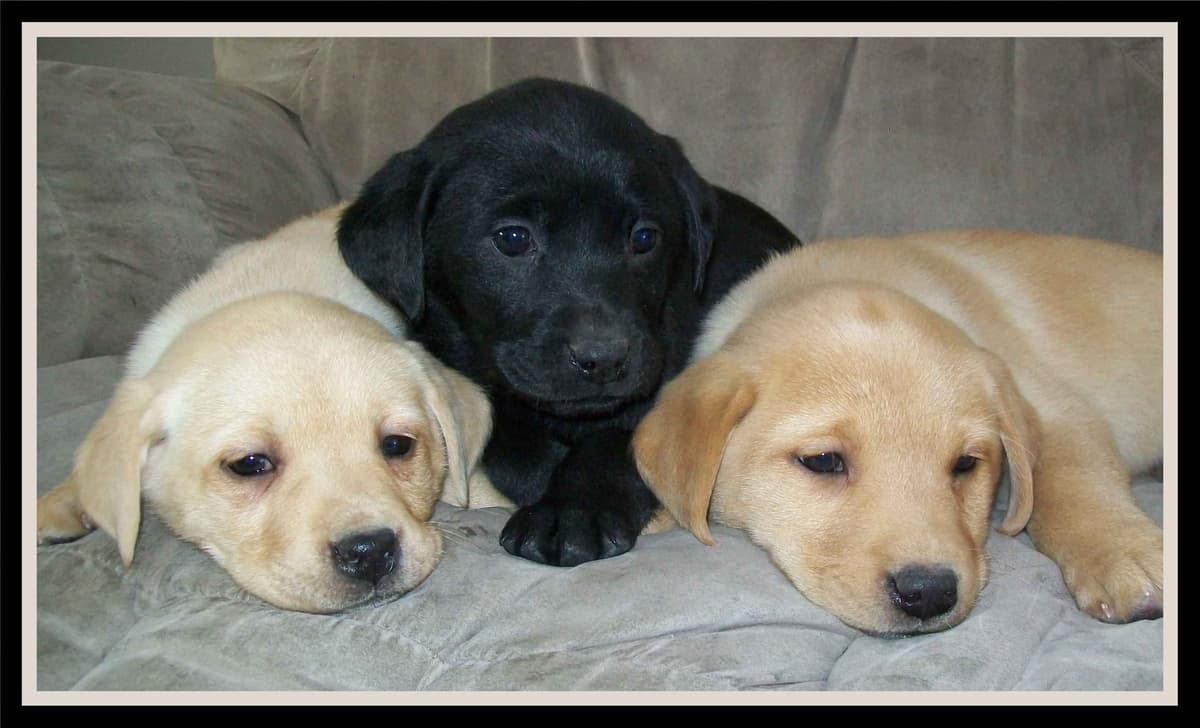Labrador Retriever Puppies breeder image 12