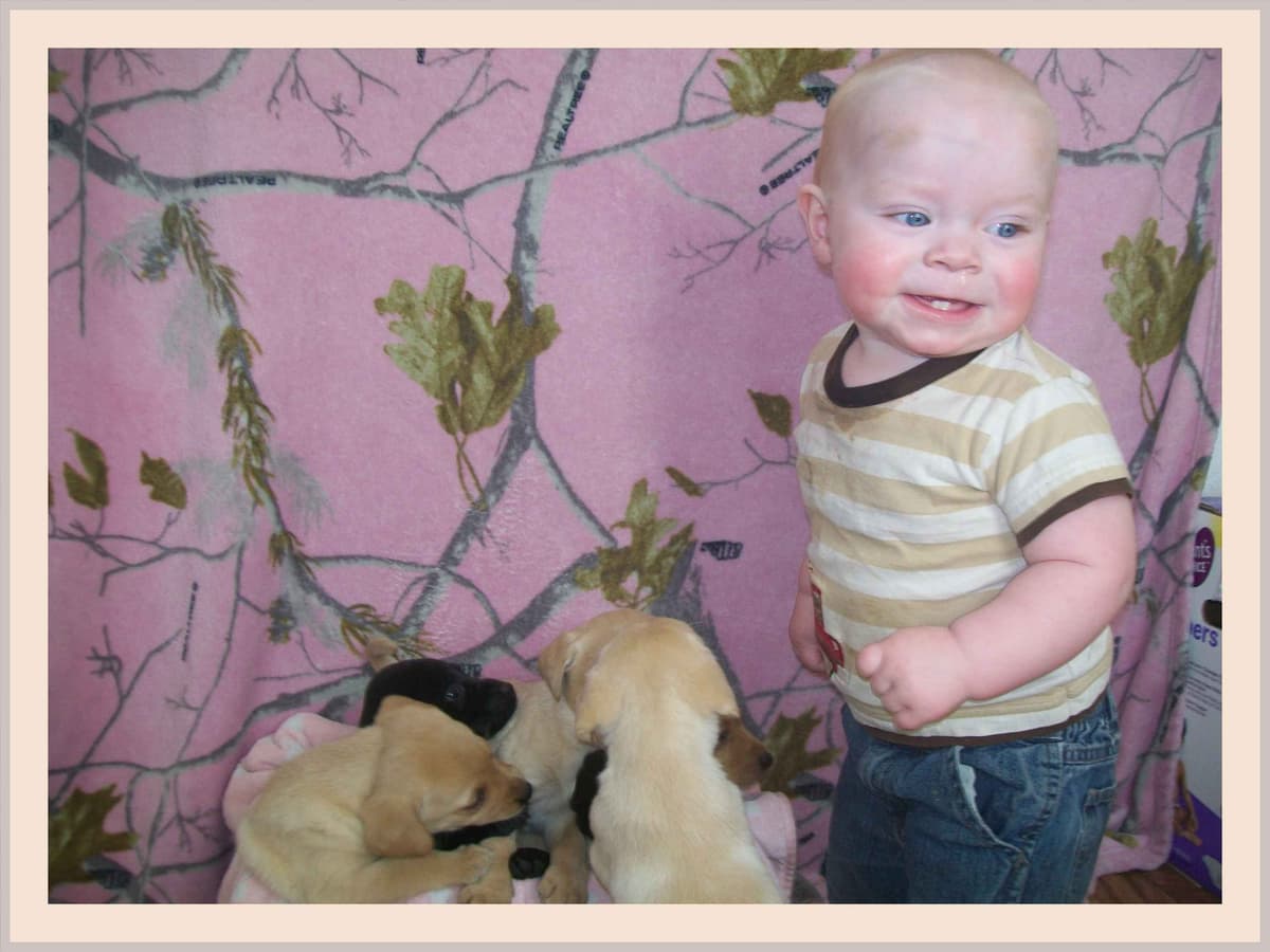 Labrador Retriever Puppies breeder image 13