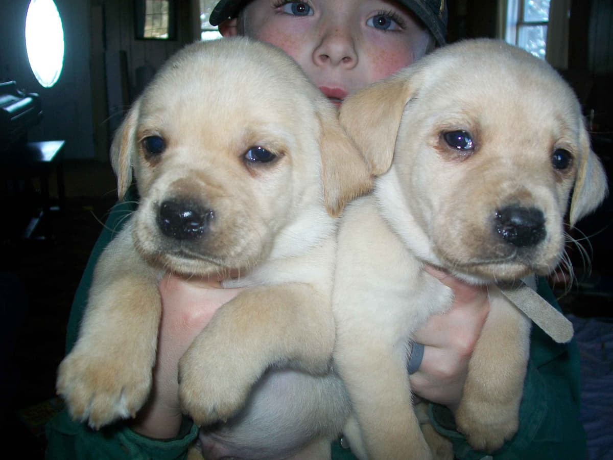 Labrador Retriever Puppies breeder image 14