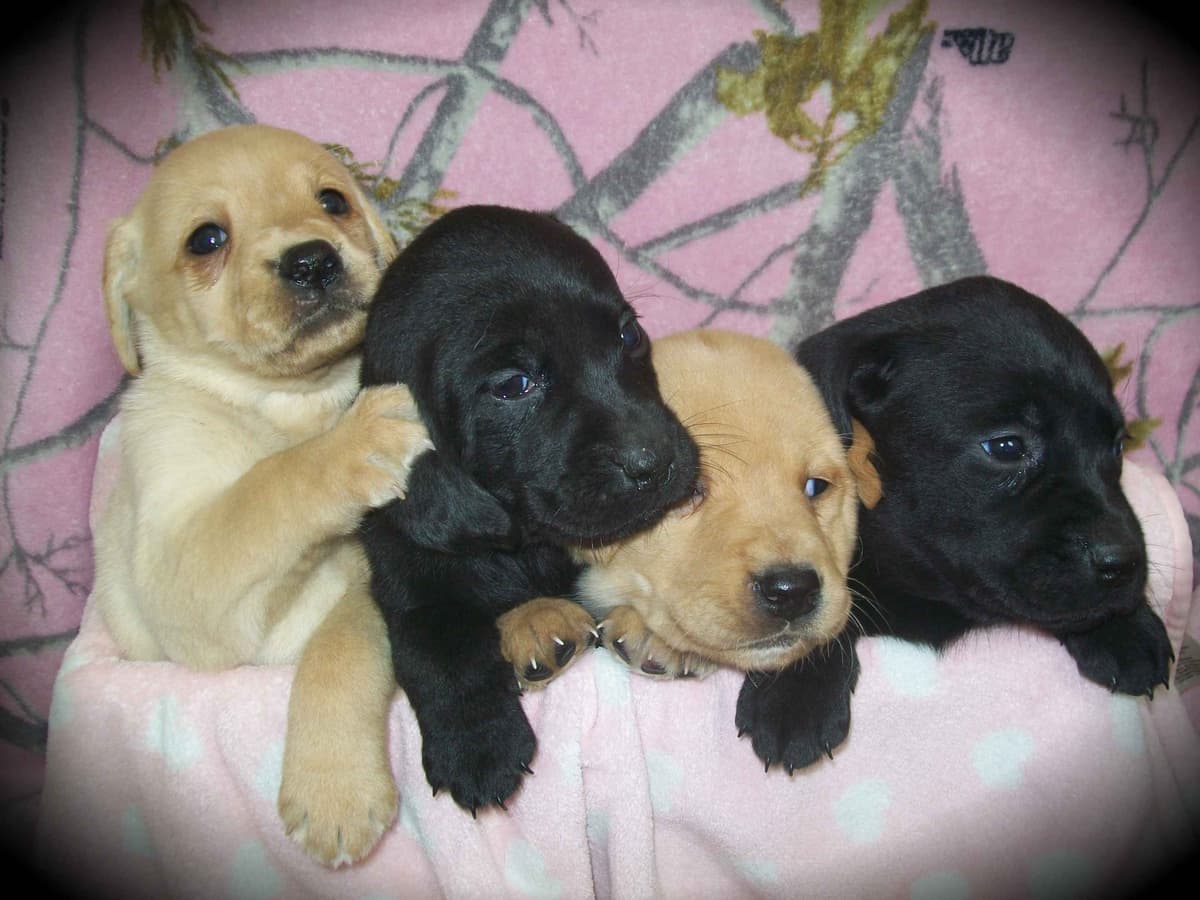 Labrador Retriever Puppies breeder image 15