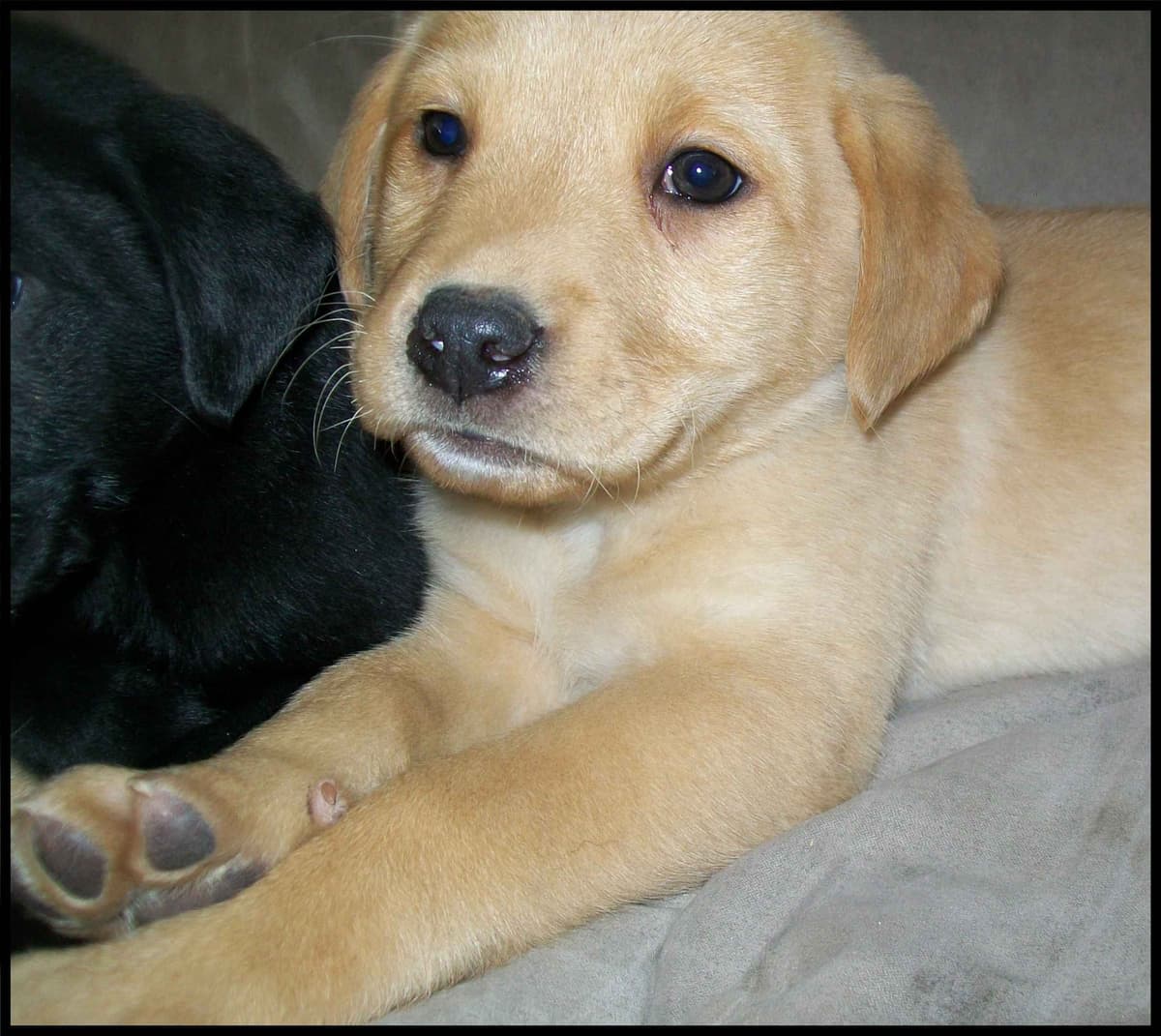 Labrador Retriever Puppies breeder image 16