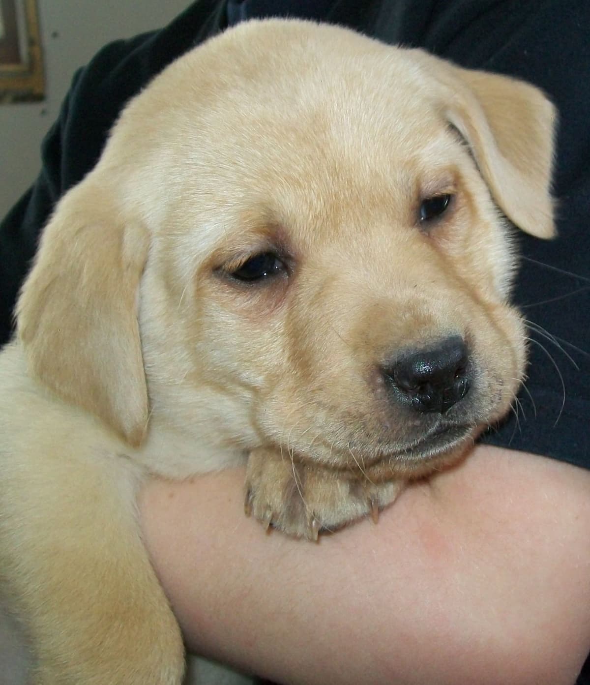 Labrador Retriever Puppies breeder image 17