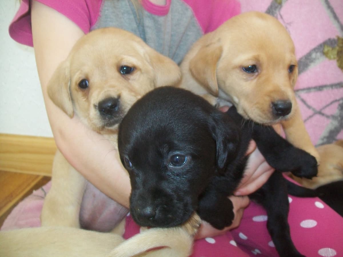 Labrador Retriever Puppies breeder image 18