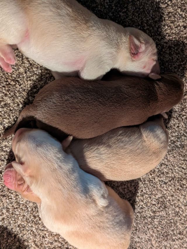 Labrador Retriever Puppies media 2